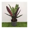 Calathea Lancifolia 2 Calathea Lancifolia -Suministros De Jardineria Ventas 2024 calathea lancifolia