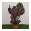 Calathea Medallion 1 Calathea Medallion -Suministros De Jardineria Ventas 2024 calathea medallion