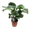 Calathea Orbifolia -Suministros De Jardineria Ventas 2024 calathea orbifolia