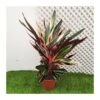 Calathea Stromanthe Triostar -Suministros De Jardineria Ventas 2024 calathea stromanthe triostar