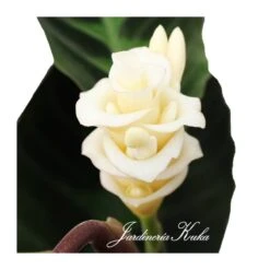 Calathea Warscewiczii 6 Calathea Warscewiczii -Suministros De Jardineria Ventas 2024 calathea warscewiczii 1