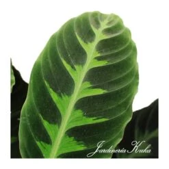 Calathea Warscewiczii 7 Calathea Warscewiczii -Suministros De Jardineria Ventas 2024 calathea warscewiczii 2