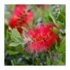 Callistemon Citrinus "splendens" -Suministros De Jardineria Ventas 2024 callistemon citrinus splendens