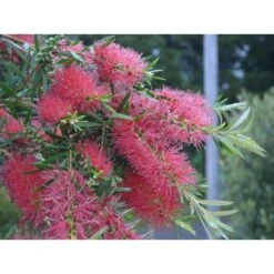 Callistemon Kings Park Special EJEMPLAR