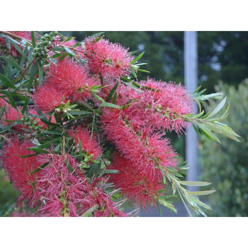 Callistemon Kings Park Special EJEMPLAR 3 Callistemon Kings Park Special EJEMPLAR