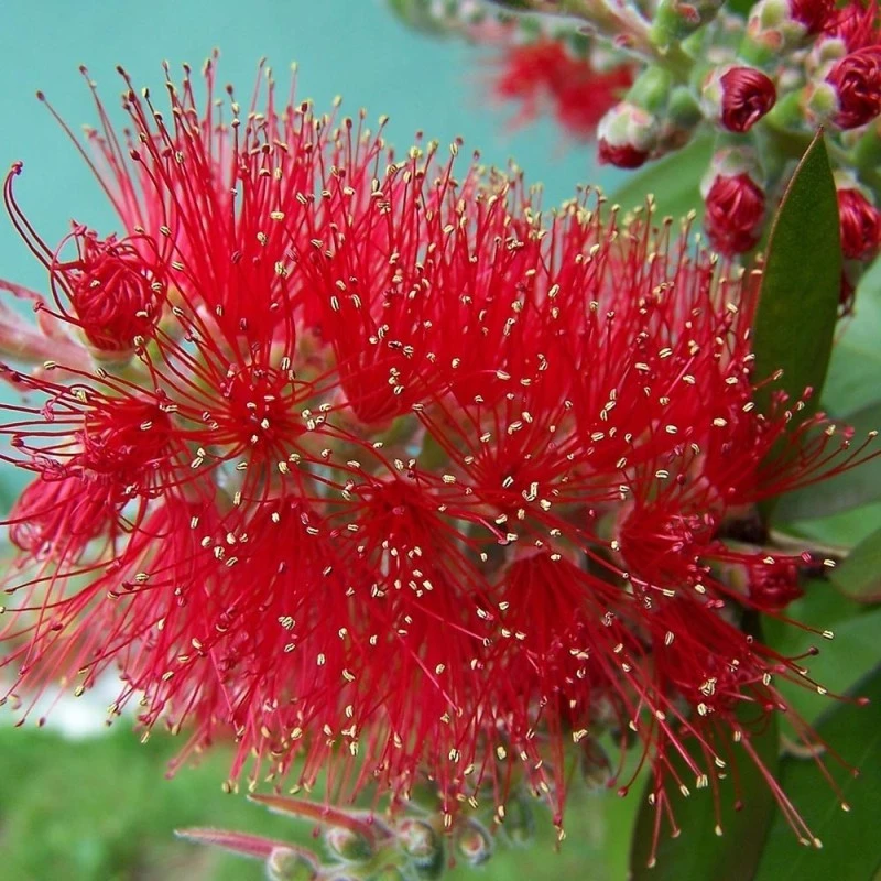 Callistemon Viminalis Mini Red 3 Callistemon Viminalis Mini Red