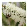 Callistemon White Salignus 1 Callistemon White Salignus -Suministros De Jardineria Ventas 2024 callistemon white salignus