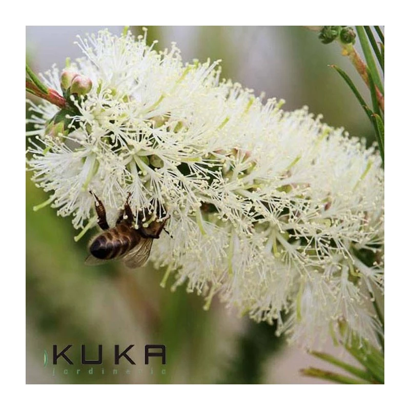Callistemon White Salignus 3 Callistemon White Salignus
