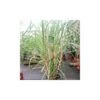 Caña De Azucar -Suministros De Jardineria Ventas 2024 cana de azucar