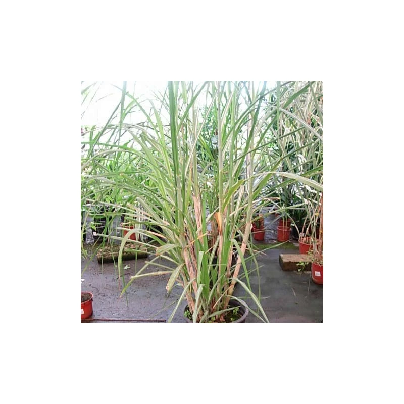 Caña De Azucar 3 Caña De Azucar
