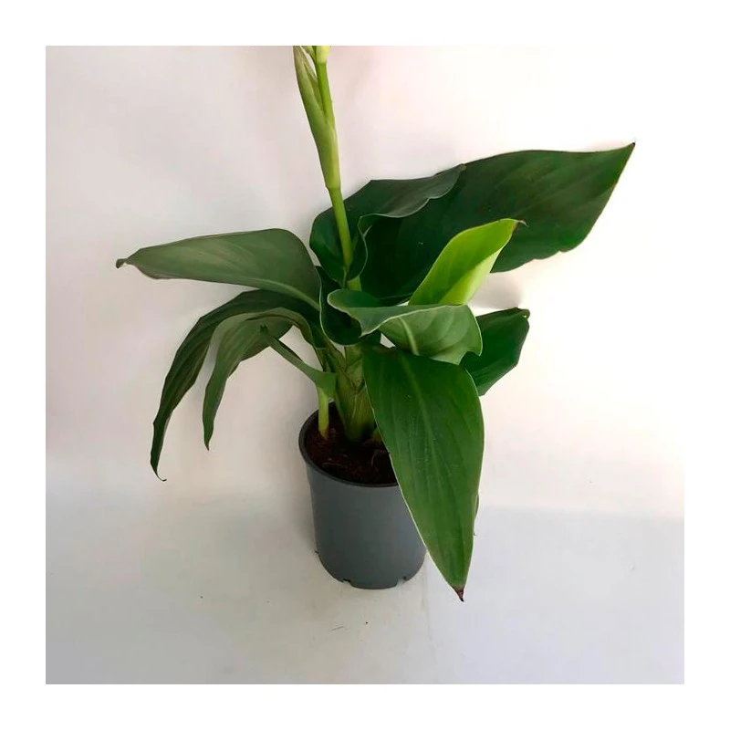 Canna Indica Hoja Verde Amarillo 4 Canna Indica Hoja Verde Amarillo - Imagen 2