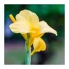 Canna Indica Hoja Verde Amarillo -Suministros De Jardineria Ventas 2024 canna indica