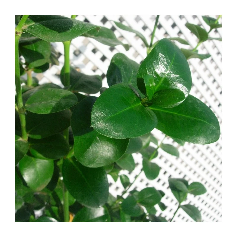 Carissa Grandiflora 4 Carissa Grandiflora - Imagen 2