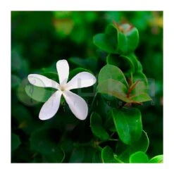 Carissa Macrocarpa Desert Star -Suministros De Jardineria Ventas 2024 carissa macrocarpa desert star 2