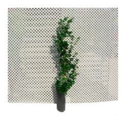 Carissa Macrocarpa Desert Star