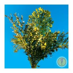 Caryota Máxima Himalaya, Ejemplar -Suministros De Jardineria Ventas 2024 caryota maxima himalaya 1