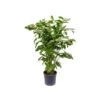 Caryota Mitis 2 Caryota Mitis -Suministros De Jardineria Ventas 2024 caryota mitis