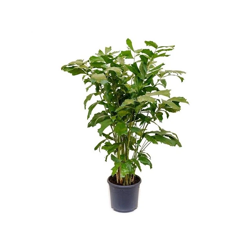 Caryota Mitis 3 Caryota Mitis