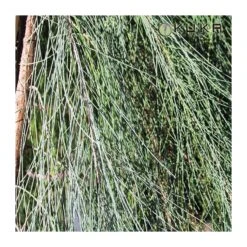 Casuarina Equisetifolia -Suministros De Jardineria Ventas 2024 casuarina equisetifolia 2