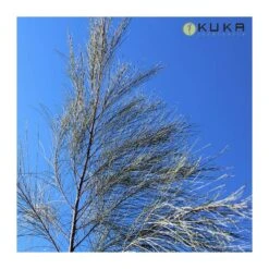 Casuarina Equisetifolia