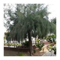 Casuarina Equisetifolia -Suministros De Jardineria Ventas 2024 casuarina equisetifolia 3