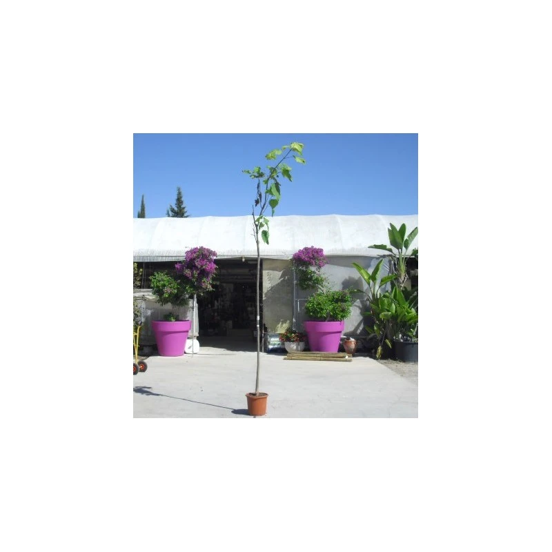 Catalpa Bignoinoides EJEMPLAR 4 Catalpa Bignoinoides EJEMPLAR - Imagen 2