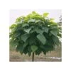 Catalpa Bungei, EJEMPLAR -Suministros De Jardineria Ventas 2024 catalpa bungei