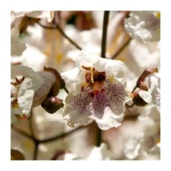 Catalpa Erubencens Purpurea -Suministros De Jardineria Ventas 2024 catalpa erubencens purpurea 2