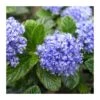 Ceanothus Thirsiflorus Repens 2 Ceanothus Thirsiflorus Repens -Suministros De Jardineria Ventas 2024 ceanothus thirsiflorus repens