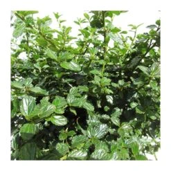 Ceanothus Thirsiflorus Repens -Suministros De Jardineria Ventas 2024 ceanothus thirsiflorus repens 2