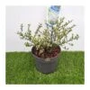 Ceanothus Variegata 1 Ceanothus Variegata -Suministros De Jardineria Ventas 2024 ceanothus variegata