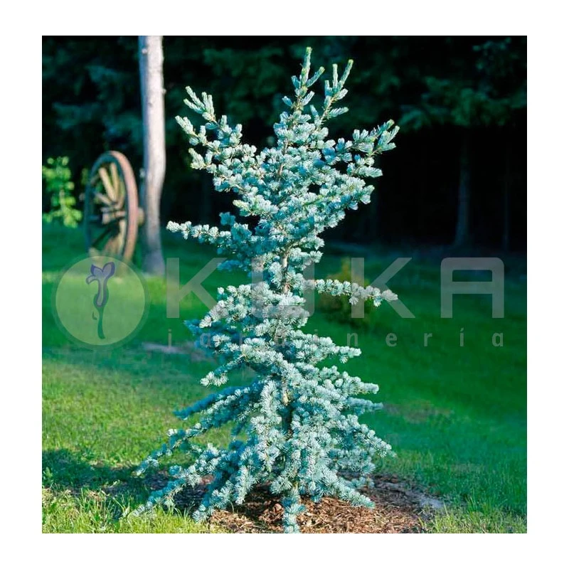 Cedro Atlantica Glauca 3 Cedro Atlantica Glauca