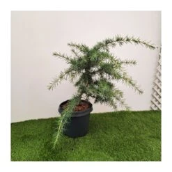 Cedro Deodara Golden Horizon