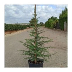 Cedro Libano -Suministros De Jardineria Ventas 2024 cedro libano 1