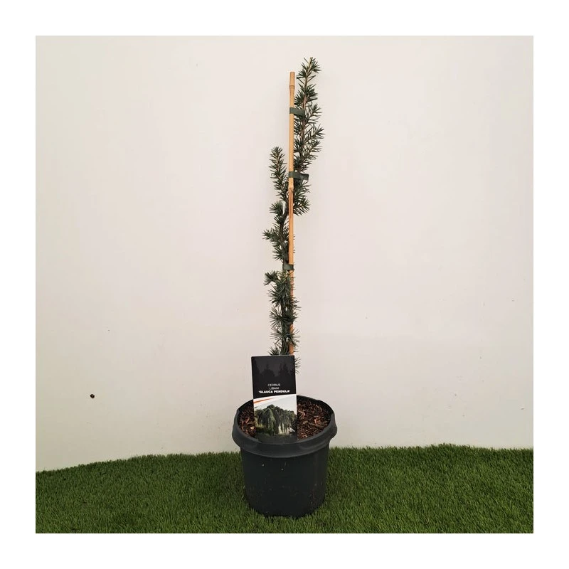 Cedro Libano Glauca Péndula 3 Cedro Libano Glauca Péndula