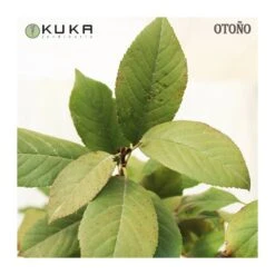 Cerezo Enano -Suministros De Jardineria Ventas 2024 cerezo enano 2