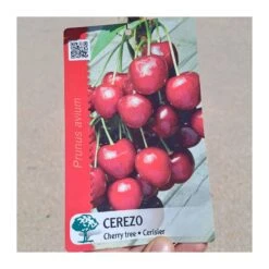 Cerezo Mallorquina -Suministros De Jardineria Ventas 2024 cerezo mallorquina 3