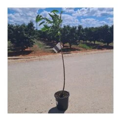 Cerezo Mallorquina -Suministros De Jardineria Ventas 2024 cerezo mallorquina 4