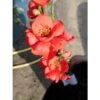 Chaenomeles Speciosa Falconnet Charlet -Suministros De Jardineria Ventas 2024 chaenomeles speciosa falconnet charlet