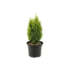 Chamaecyparis Law. Ellwoodii Gold 5 Chamaecyparis Law. Ellwoodii Gold -Suministros De Jardineria Ventas 2024 chamaecyparis law ellwoodii navidad con purpurina 1