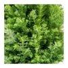 Chamaecyparis Law. Ellwoodii Gold 2 Chamaecyparis Law. Ellwoodii Gold -Suministros De Jardineria Ventas 2024 chamaecyparis law ellwoodii navidad con purpurina