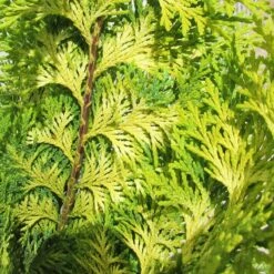 Chamaecyparis Lawsoniana Stardust 5 Chamaecyparis Lawsoniana Stardust -Suministros De Jardineria Ventas 2024 chamaecyparis lawsoniana stardust 1