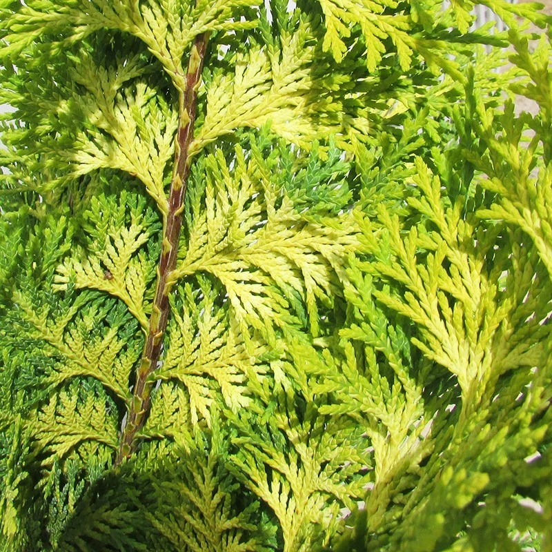 Chamaecyparis Lawsoniana Stardust 4 Chamaecyparis Lawsoniana Stardust - Imagen 2