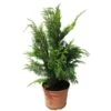 Chamaecyparis Lawsoniana Stardust -Suministros De Jardineria Ventas 2024 chamaecyparis lawsoniana stardust