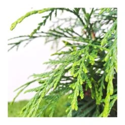 Chamaecyparis Naldrich Moutain -Suministros De Jardineria Ventas 2024 chamaecyparis naldrich moutain 1