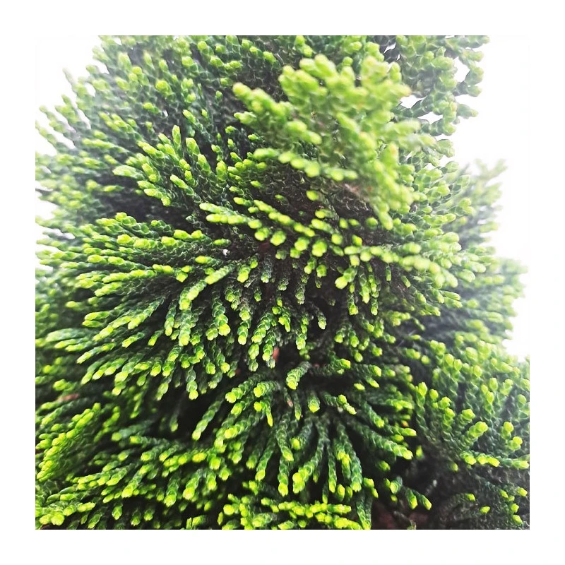 Chamaecyparis Obtusa Nana Grace 4 Chamaecyparis Obtusa Nana Grace - Imagen 2