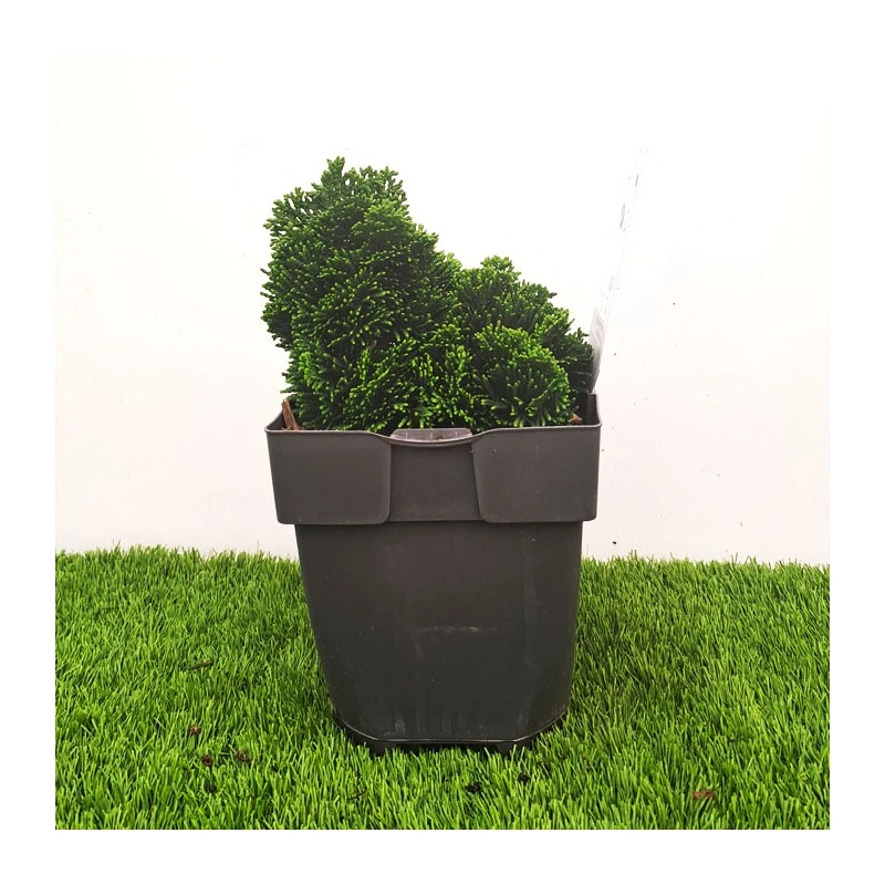 Chamaecyparis Obtusa Nana Grace 3 Chamaecyparis Obtusa Nana Grace