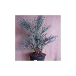 Chamaerops Humilis Ceriferia