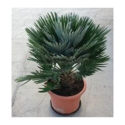 Chamaerops Humilis Vulcano -Suministros De Jardineria Ventas 2024 chamaerops humilis vulcano 1