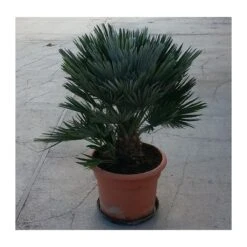 Chamaerops Humilis Vulcano -Suministros De Jardineria Ventas 2024 chamaerops humilis vulcano 2